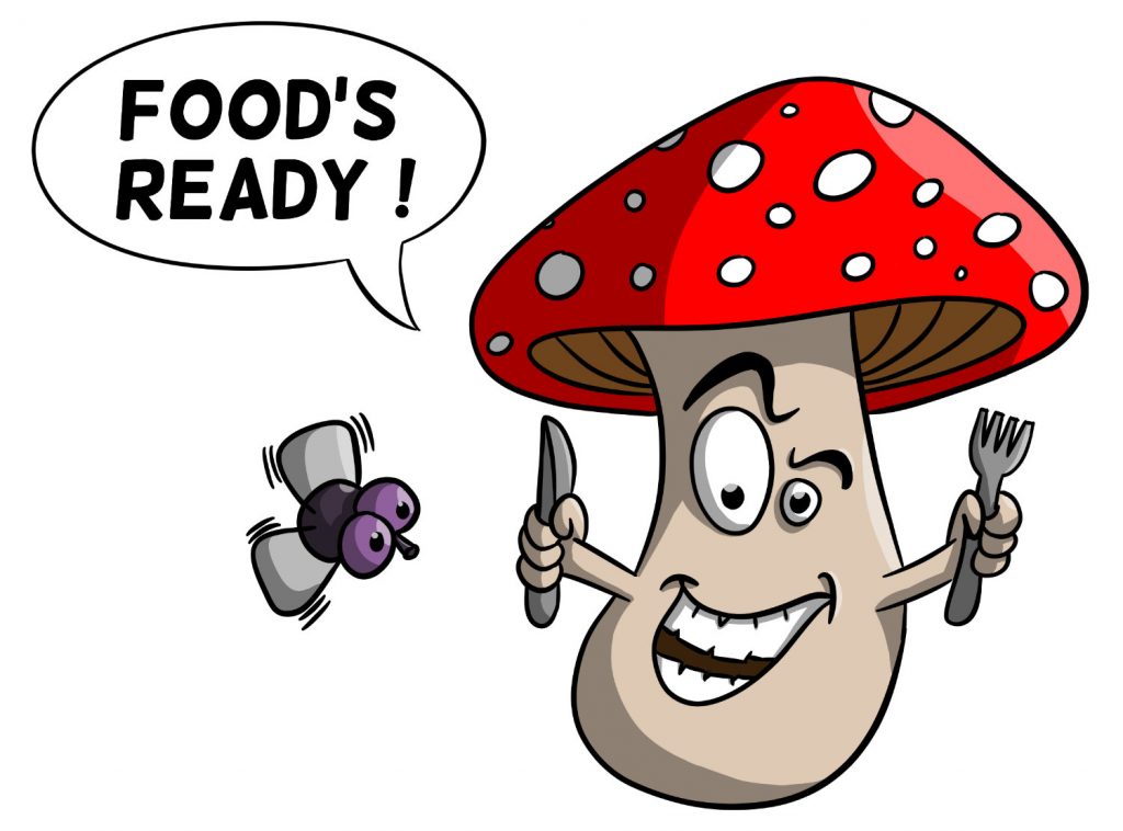 Dessin Amanite tue-mouche